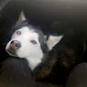 Meet your Posher, Carole